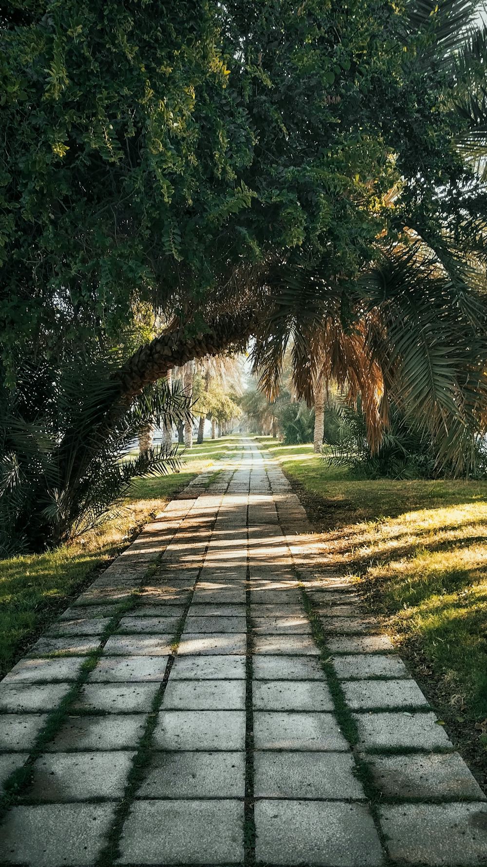 Al Ain Oasis & Jebel Hafeet
